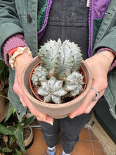 Load image into Gallery viewer, Euphorbia horrida / African Milk Barrel
