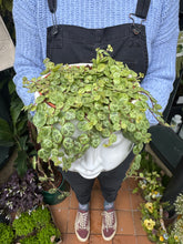 Load image into Gallery viewer, Peperomia prostrata / String Of Turtles - 12cm Pot
