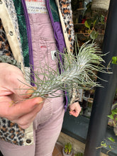 Load image into Gallery viewer, Tillandsia ionantha Funckiana &#39;Straight&#39; / Airplant

