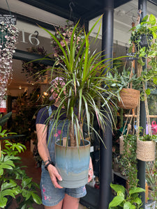 Dracaena marginata / Dragon Tree - *Local Delivery or Local Pick Up Only*
