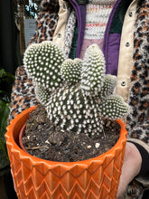 Load image into Gallery viewer, Opuntia microdasys Albispina / Bunny Ear Cactus
