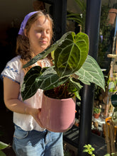 Load image into Gallery viewer, Anthurium crystallinum / Crystal Anthurium
