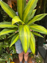Load image into Gallery viewer, Cordyline fruticosa Kiwi / Ti Plant / Good Luck Plant
