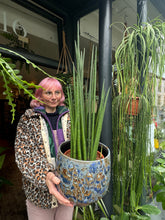 Load image into Gallery viewer, Sansevieria bacularis Mikado / Snake Plant - *Local Delivery or Local Pick Up Only*
