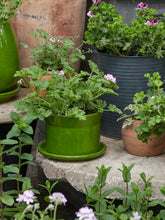 Load image into Gallery viewer, Bright Green Glazed Plant Pot With Saucer - *Local Delivery or Local Pick Up Only*
