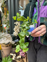 Load image into Gallery viewer, Ficus pumila Arina / Climbing Fig
