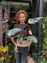 Load image into Gallery viewer, Calathea Helen Kennedy / Prayer Plant - *Local Delivery or Local Pick Up Only*

