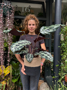 Calathea Helen Kennedy / Prayer Plant - *Local Delivery or Local Pick Up Only*