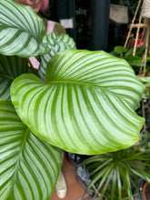 Load image into Gallery viewer, Calathea orbifolia / Prayer Plant
