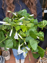 Load image into Gallery viewer, Oxalis triangularis - Green Shamrock
