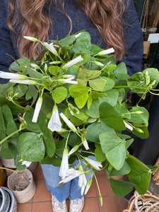 Oxalis triangularis - Green Shamrock