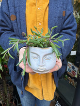 Load image into Gallery viewer, Senecio herreianus Purple Flush / String of Bananas

