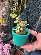 Load image into Gallery viewer, Portulacaria afra Variegata / Elephant Bush
