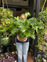 Load image into Gallery viewer, Philodendron bipinnatifidum Little Hope / Tree Philodendron - *Local Delivery or Local Pick Up Only*

