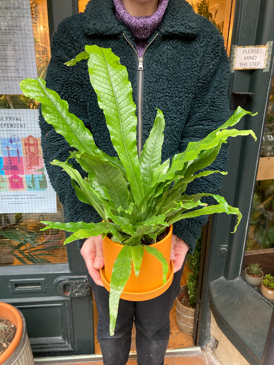 Microsorum musifolium crocodyllus - Crocodile Fern