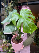 Load image into Gallery viewer, Monstera Thai Constellation / Variegated Cheese Plant
