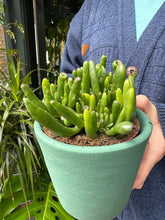 Load image into Gallery viewer, Crassula ovata Hobbit / Jade Plant
