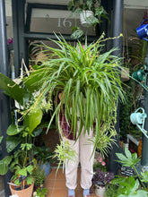 Load image into Gallery viewer, Chlorophytum comosum Variegatum / Spider Plant XL
