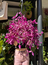 Load image into Gallery viewer, Tradescantia Pink Paradise / Inch Plant
