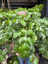 Load image into Gallery viewer, Radermachera sinica / China Doll Plant / Emerald Tree - *Local Delivery or Local Pick Up Only*
