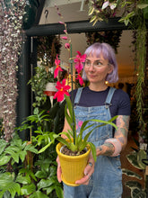 Load image into Gallery viewer, Cambria Nelly Isler Red Velvet / Burrageara Orchid X Oncidium - *Local Delivery or Local Pick Up Only *

