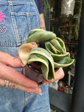 Load image into Gallery viewer, Hoya carnosa Compacta Variegata / Variegated Hindu Rope Wax Plant
