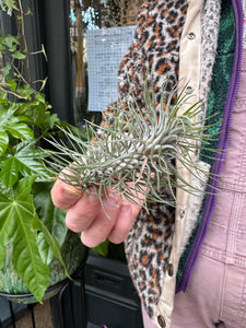 Tillandsia ionantha Funckiana 'Straight' / Airplant