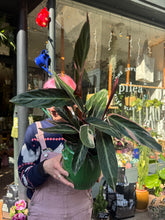 Load image into Gallery viewer, Stromanthe sanguinea Triostar  / Prayer Plant
