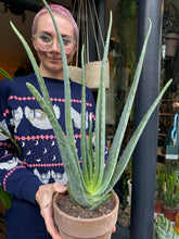 Load image into Gallery viewer, Aloe Vera

