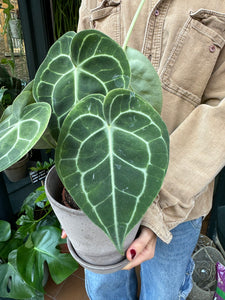 Anthurium clarinervium / Velvet Cardboard Anthurium