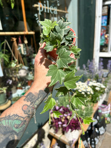 Hedera helix Variegata / Variegated Ivy