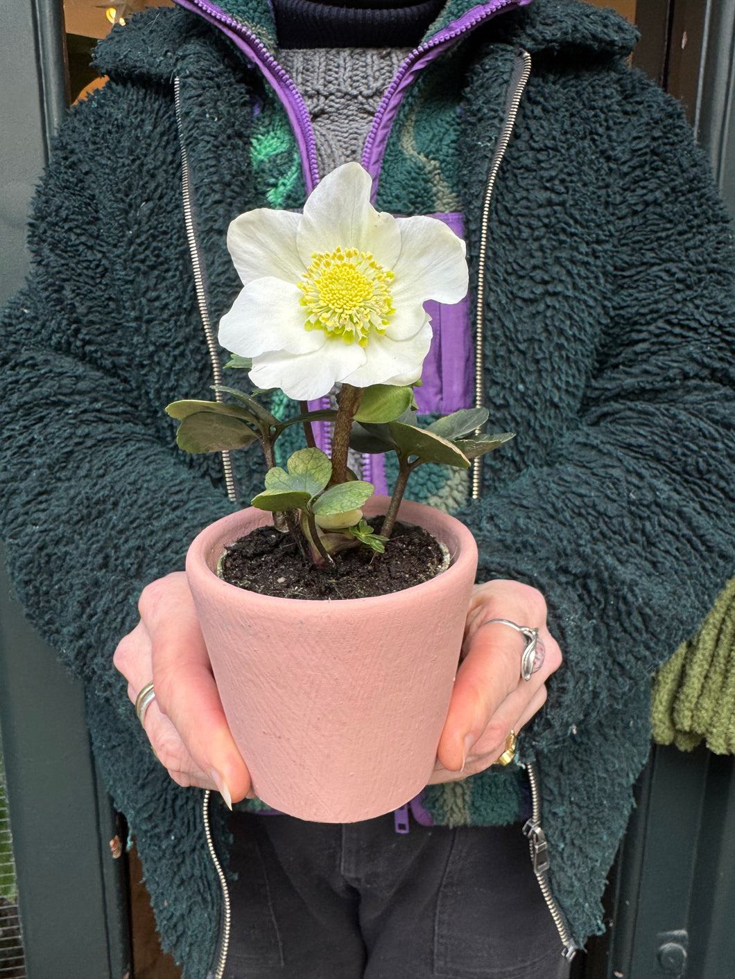 Helleborus niger Christmas Carol / Hellebore / Christmas Rose