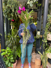 Load image into Gallery viewer, Hanging Vanda Orchid - Mixed Flower Colours
