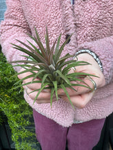 Load image into Gallery viewer, Tillandsia ionantha Rubra / Airplant

