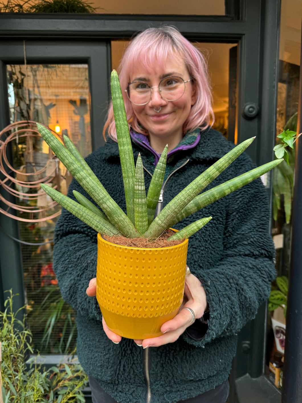 Sansevieria cylindrica Skyline / Snake Plant