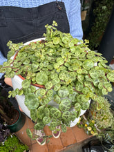 Load image into Gallery viewer, Peperomia prostrata / String Of Turtles - 12cm Pot
