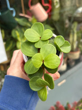 Load image into Gallery viewer, Peperomia tetraphylla Hope / Acorn Peperomia
