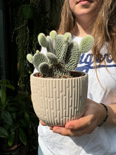 Load image into Gallery viewer, Opuntia microdasys Albispina - Bunny Ear Cactus
