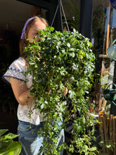 Load image into Gallery viewer, Cissus striata / Parthenocissus / Miniature Grape Ivy / Verona Vein - 19cm Pot
