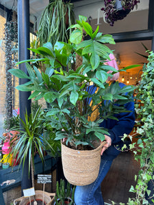 Philodendron pedatum / Oak Leaf Philodendron on Moss Pole - *Local Delivery or Local Pick Up Only*