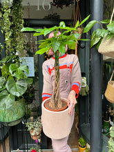 Load image into Gallery viewer, Pachira aquatica / Money Tree / Guiana Chestnut - 19cm Pot - *Local Delivery or Local Pick Up Only*
