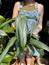Load image into Gallery viewer, Epipremnum amplissimum Silver / Silver Streak / Silver Stripe

