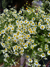 Load image into Gallery viewer, Tanacetum / Feverfew - Price Per Bunch
