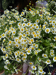 Tanacetum / Feverfew - Price Per Bunch