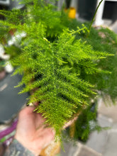 Load image into Gallery viewer, Asparagus plumosus  / Asparagus Fern
