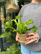 Load image into Gallery viewer, Asplenium nidus Leslie / Crested Bird’s Nest Fern
