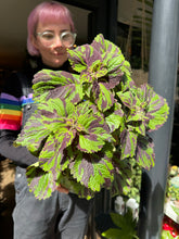 Load image into Gallery viewer, Coleus Tiger / Painted Nettle
