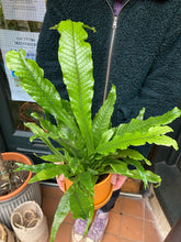 Load image into Gallery viewer, Microsorum musifolium crocodyllus - Crocodile Fern
