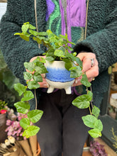 Load image into Gallery viewer, Ficus pumila Arina / Climbing Fig
