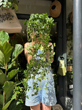 Load image into Gallery viewer, Cissus striata parthenocissus / Miniature Grape Ivy / Verona Vein
